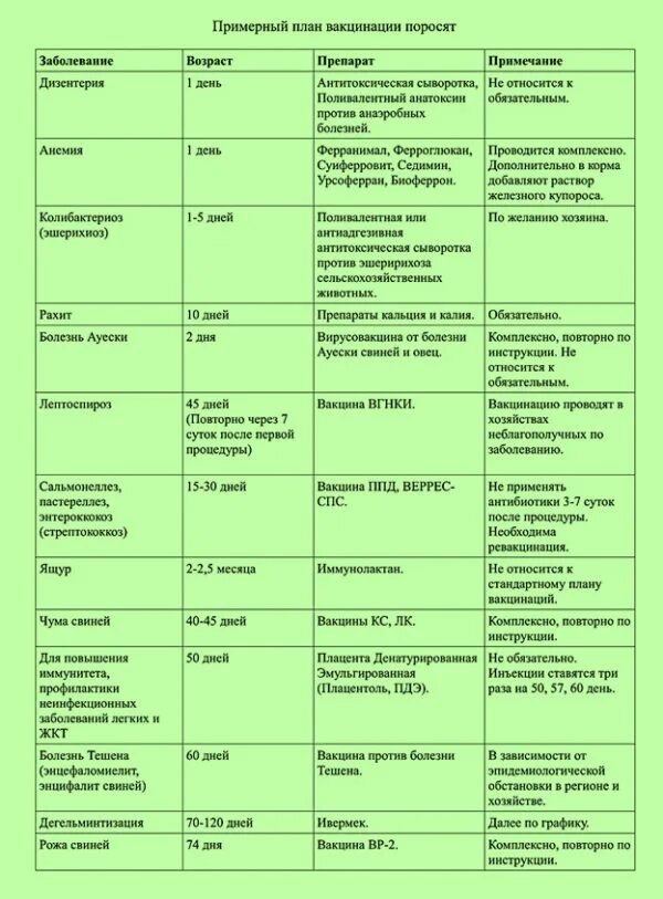 Схема вакцинации свиноматок. График вакцинации поросят с рождения. Таблица прививок для поросят. Вакцинация свиней схема.