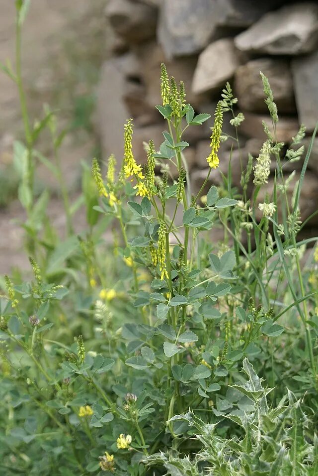 Как выглядит донник белый и желтый : Sweet Yellow Clover Seed