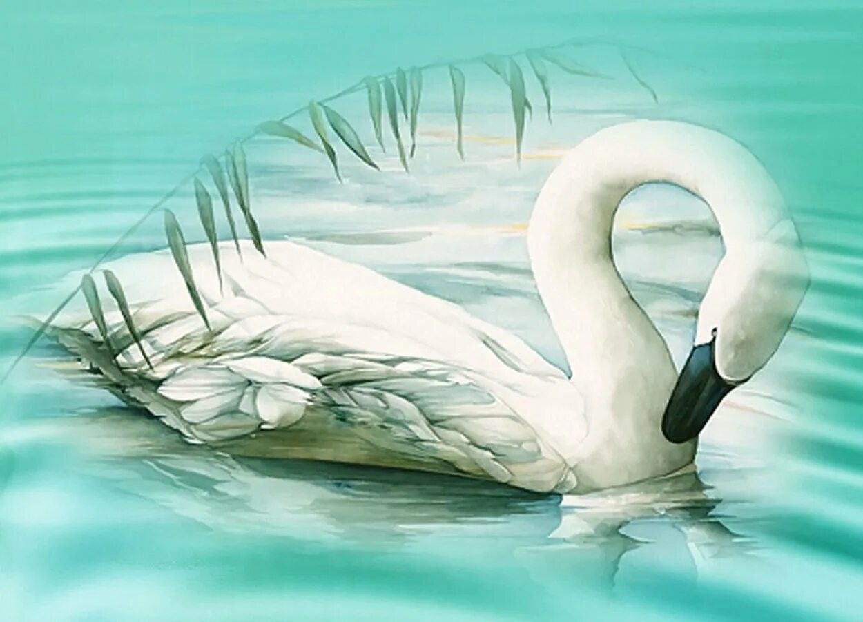 Лебедь лебедушка песня. Картина "лебеди". Лебедь рисунок. Сказочный лебедь. Лебедь на воде.
