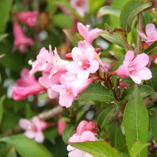 2018 Landscape Plant of the Year- SPILLED WINE ® Weigela Landscaping plants, Pat
