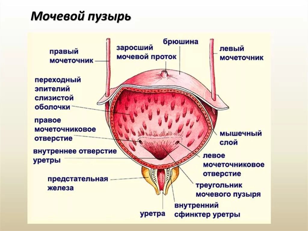 Строение мочевого пузыря мочеиспускательного канала. Наружное строение мочевого пузыря. Схема строения мочевого пузыря. Строение мочевого пузыря анатомия человека. Наружное строение мочевого пузыря анатомия.