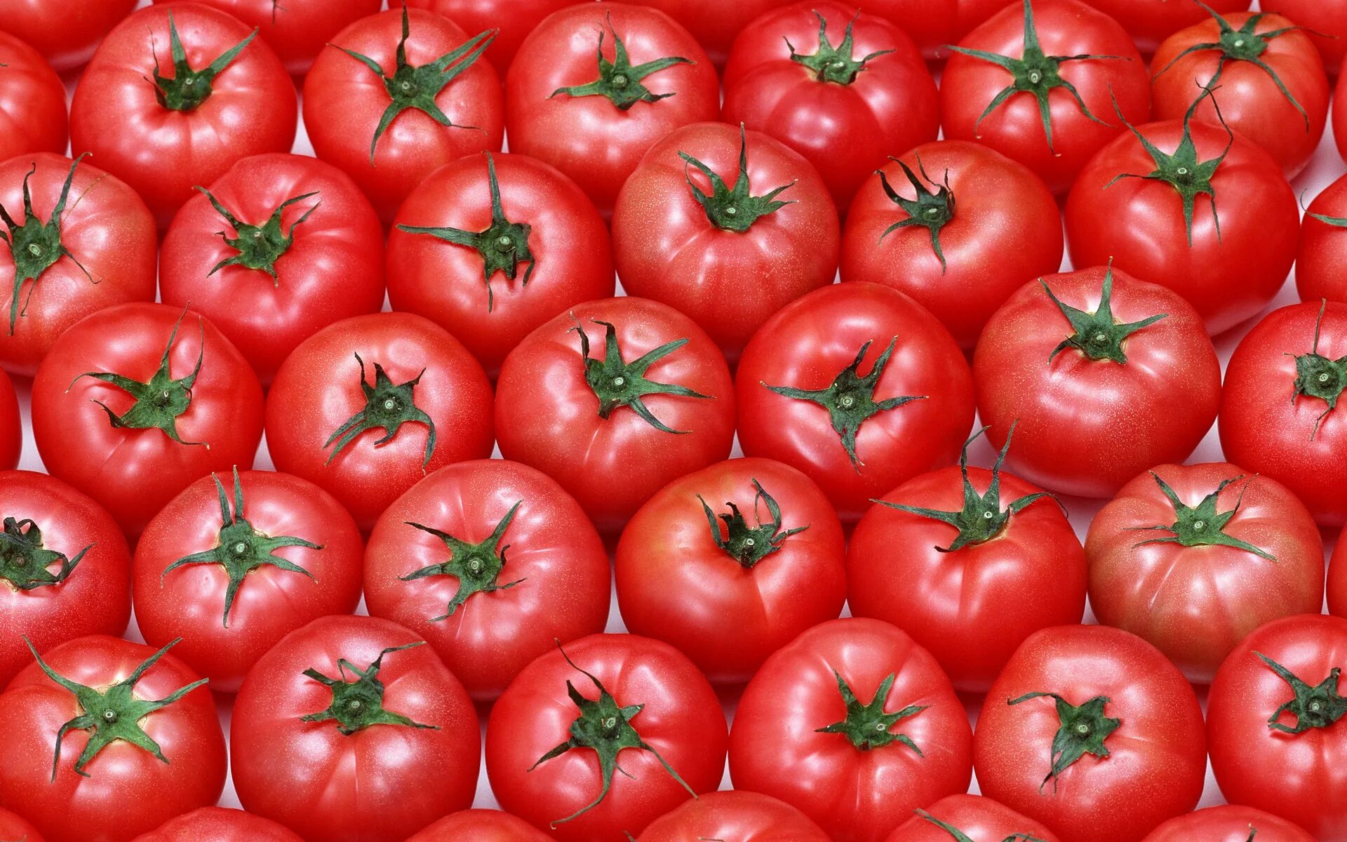 Tomato red. Помидор нархи. Тивай томат. Томато помидоро. Много помидоров.