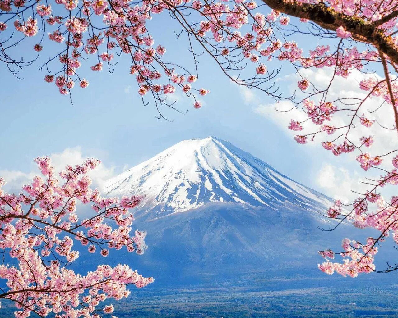 Гора Фудзияма в Японии. Гора Фудзияма и Сакура. Япония гора Фудзияма и Сакура. Корея черри блоссом. Фудзияма каталог