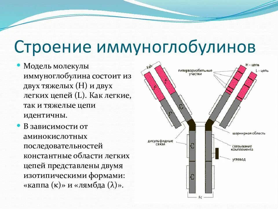 Для чего назначают анализ иммуноглобулинов. Строение мономера иммуноглобулина. Строение мономерной молекулы иммуноглобулина. Структура иммуноглобулина. Строение молекулы иммуноглобулина IGG..