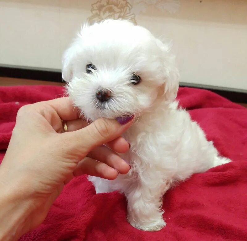 Карликовая болонка белая. Мальтезе в годик. Собачка мальтийская болонка. Мальтези щенки. Мальтийская болонка мальтезе.