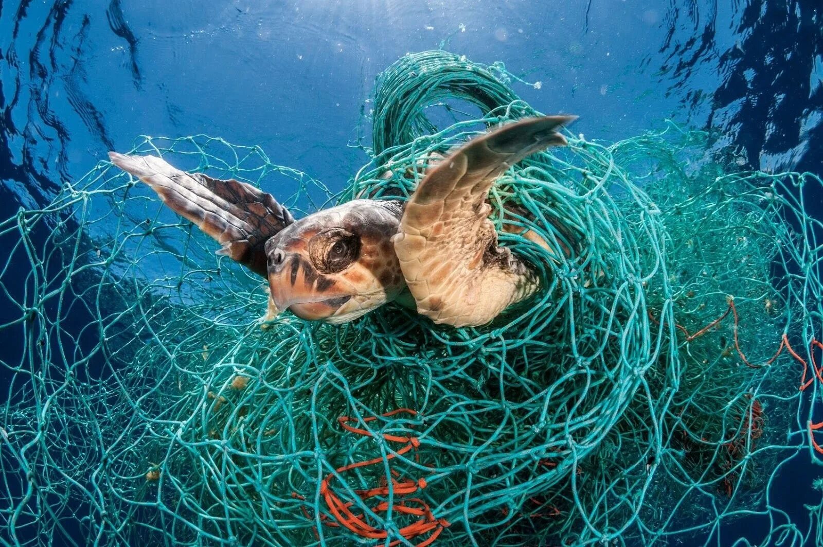 Почему обитатели живущие на дне океана испытывают. Обитатели морей и океанов. Морские животные запутались в мусоре. Загрязнение океана. Морские обитатели и пластик.