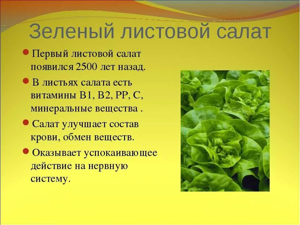 На сколько полезен салат. Листья салата витамины. Витамины в салате листовом. Чем полезен салат листовой. Чем полезны листья салата.