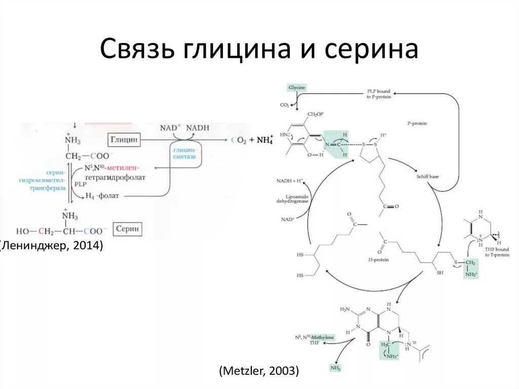 Метаболизм глицина. Метаболизм глицина. Биосинтез глицина из серина. Метаболизм глицина. Синтез серина из треонина.