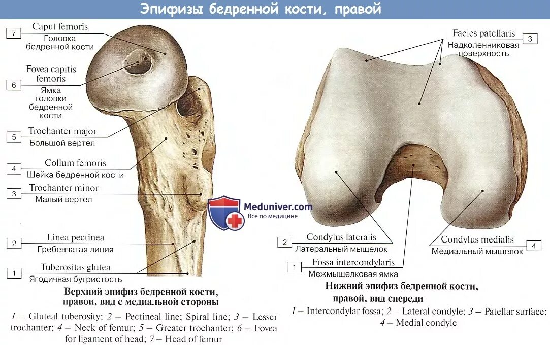 Проксимальный медиальный