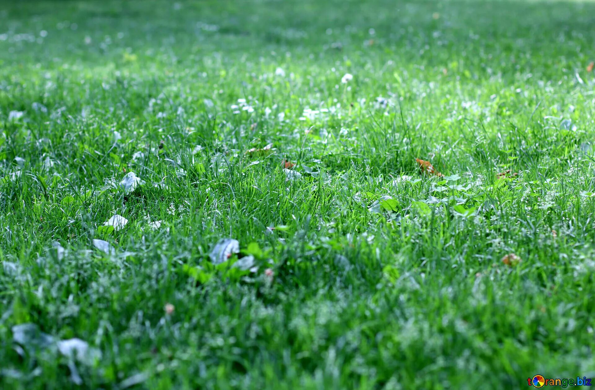 Луговой газон фото. Луговой газон. Газон Грин Медоу. Мавританский газон Green Meadow. Газон Луговой разнотравный.