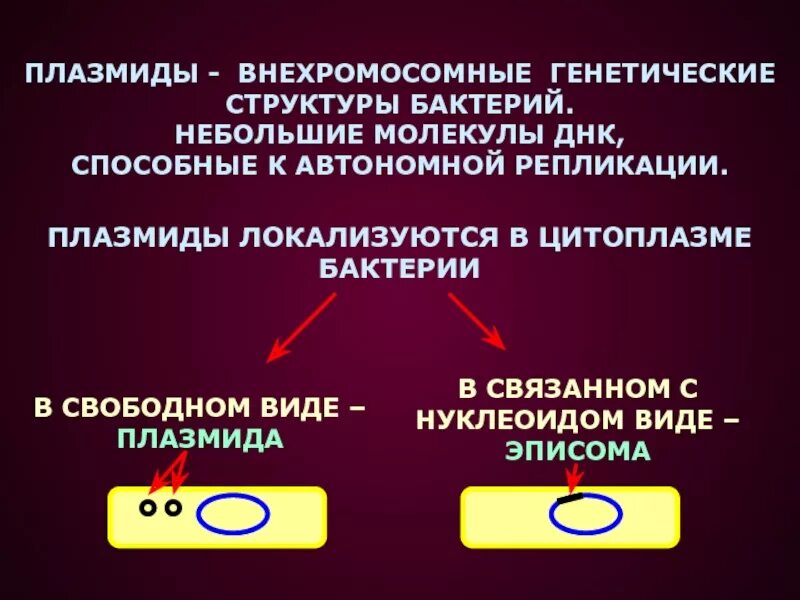 Плазмиды и эписомы. Плазмиды микроорганизмов. Структура плазмиды бактерий. Классификация плазмид бактерий. К плазмидам относятся