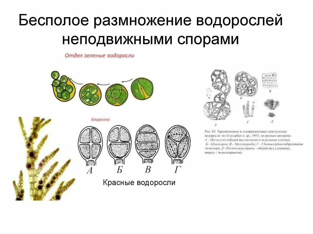 Бесполое размножение водорослей спорами. Споровое размножение водорослей. Размножение водорослей неподвижными спорами. Размножение водорослей 5 класс. Размножение с помощью спор половое размножение