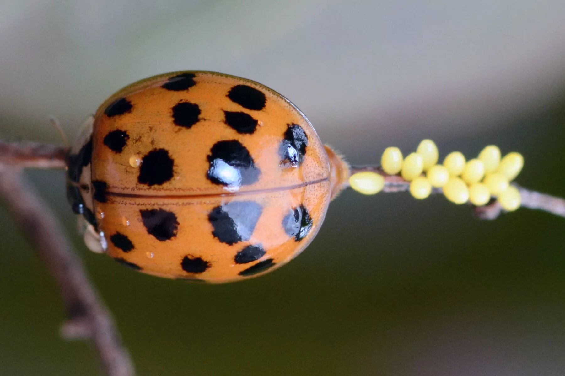 Кусается коровка. Азиатская Божья коровка (Harmonia axyridis). Жук Арлекин Божья коровка. Ядовитая Божья коровка Арлекин. Божья коровка убийца Арлекин.