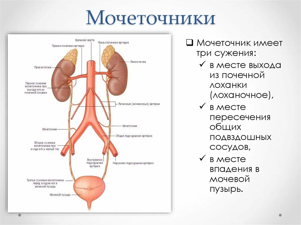 Как проходит мочеточник. Физиологические сужения мочеточника. Сужения мочеточника анатомия. Отделы мочеточника анатомия. Юкставезикальный отдел мочеточника схема.