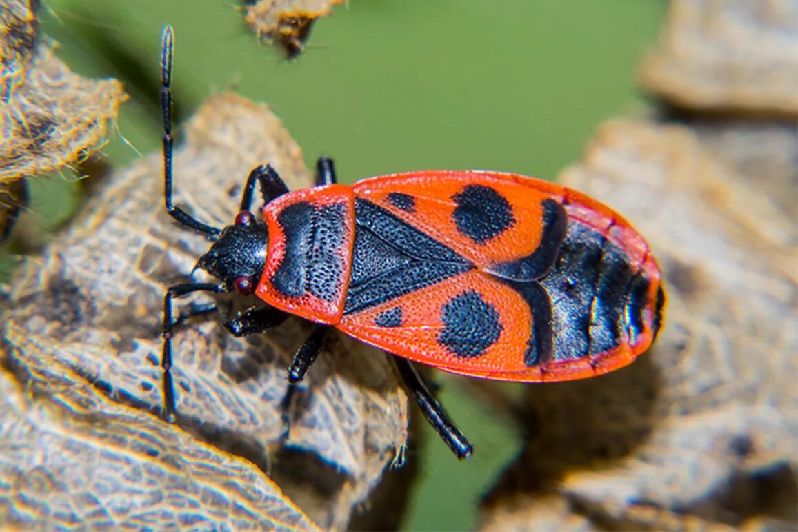 Жук пожарник клоп. Жук пожарник клоп солдатик. Клоп-солдатик – Pyrrhocoris apterus. Жук красноклоп солдатик. Жуки пожарники-солдатики.