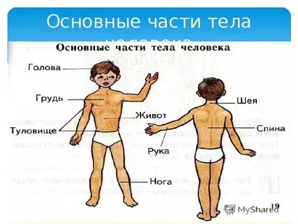 Что является частью туловища