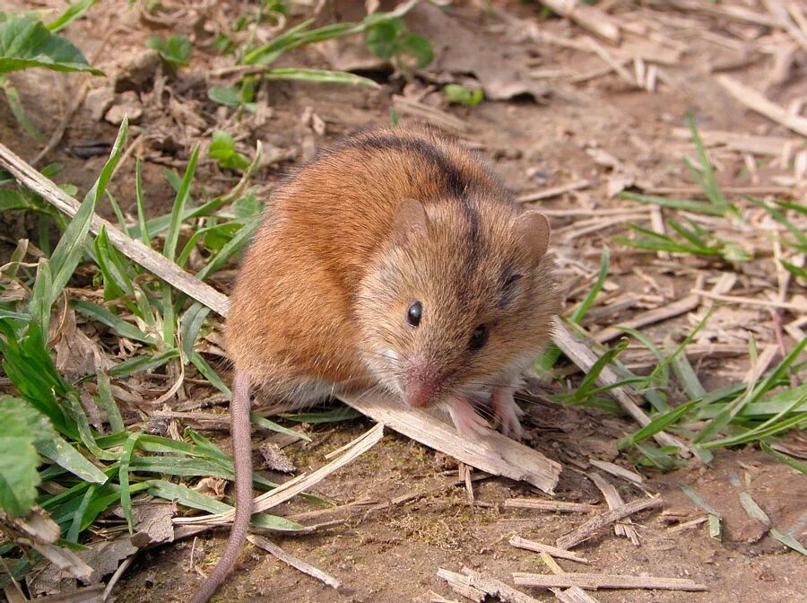 Мыши в огороде. Мышка полевка. Крыса полевка. Рыжая полевка. Мышь полевка вредитель.