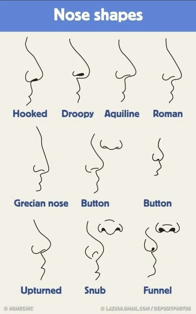 Nose shapes. Nose shapes