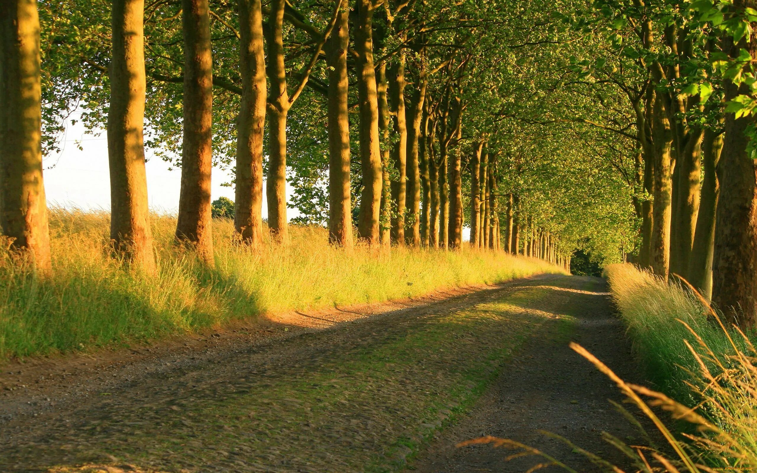 природа лето дорога. утро в деревне. футаж конец лета. футаж конец лета. футаж конец лета.