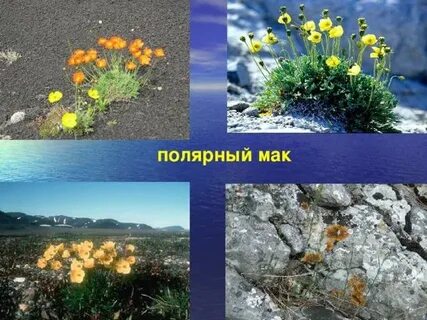 Полярный мак сообщение 4 класс