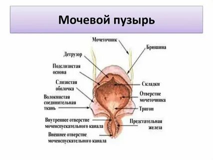 Мочевой какая ткань