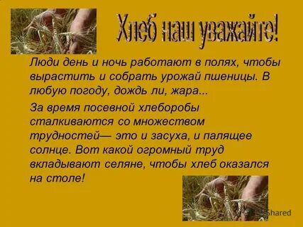 Как люди вырастили хлеб колоски