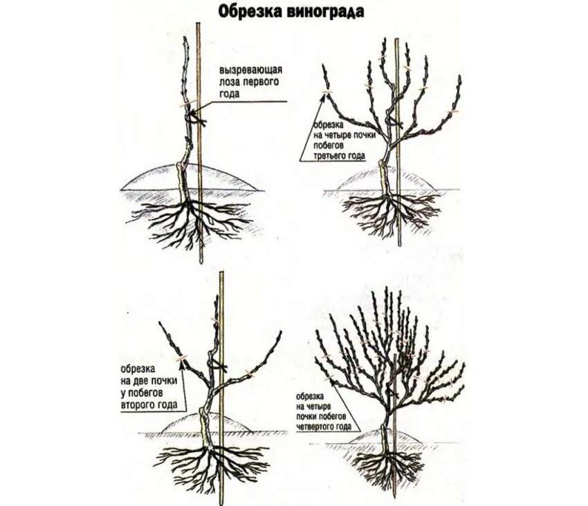 Обрезка побегов винограда. Обрезка лозы винограда. Схема обрезки винограда весной. Обрезка саженца винограда.