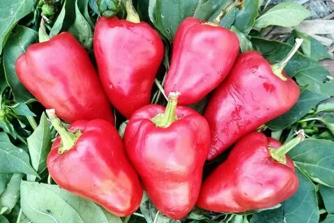 First pepper