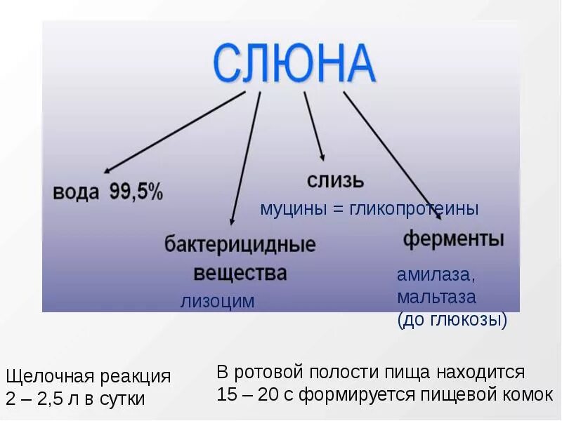 Счет слюна