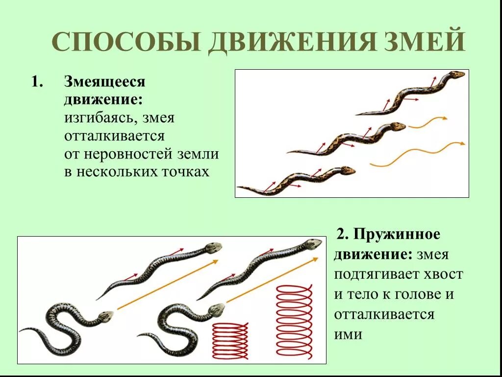 Движение змейкой. Органы движения змеи. Способ передвижения рептилий. Способы движения змеи. Способы передвижения змей.