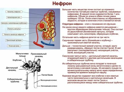 Анатомия человека егэ