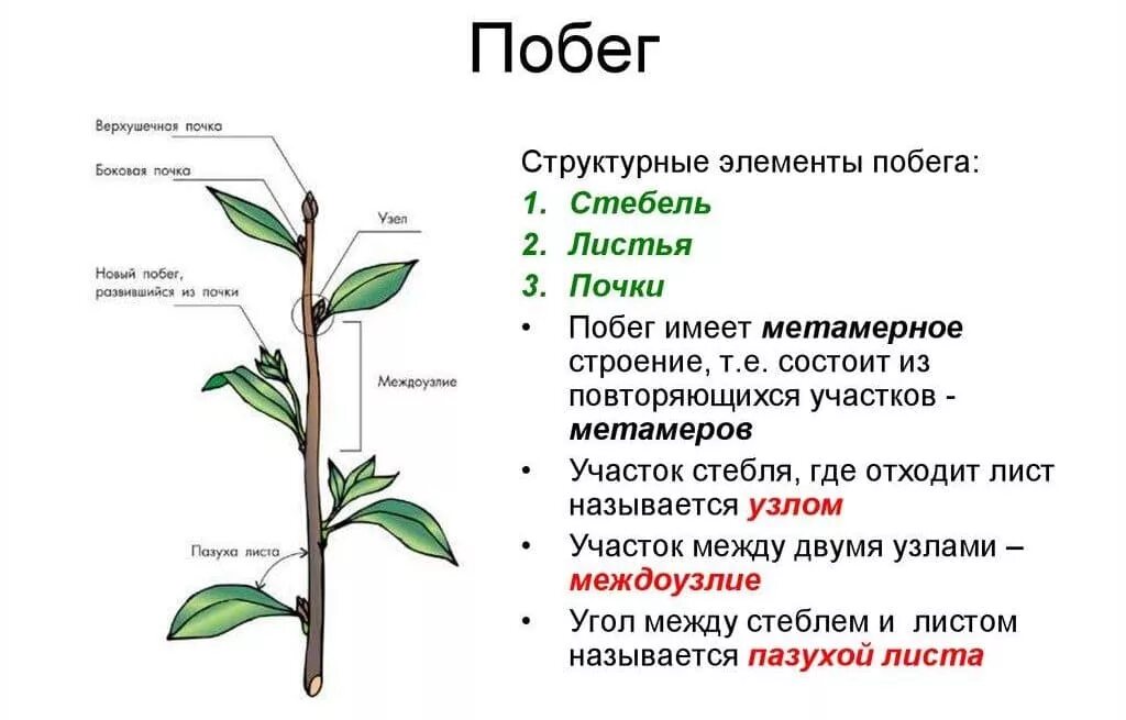 Лист и стебель биология 6 класс