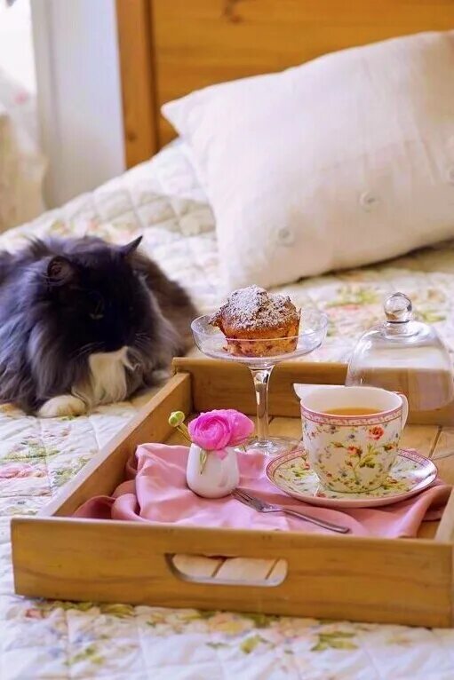 Меньше утром. Кот завтрак в постель. Завтрак с котом. Завтрак в постель в воскресенье. Котик с кофе в постель.