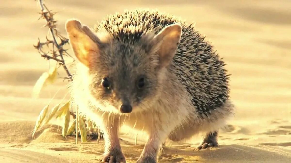 Африканский ушастый ежик. Животное пустыни ушастый еж. Животные пустыни ушастый еж. Степной ушастый еж. Ушастый ёж в пустыне.