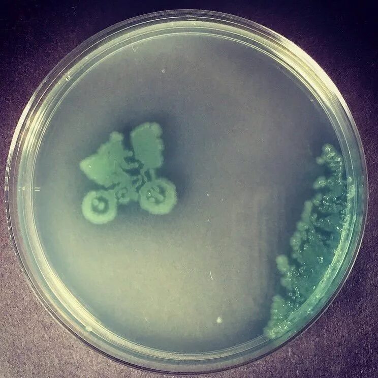 Pseudomonas aeruginosa на чашке Петри. Чашка Петри с агаром. Чашка Петри с бактериями. Чашка Петри микробиология