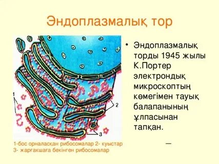 Менің есегім сперматозоидпен толтырылды (кесілген)