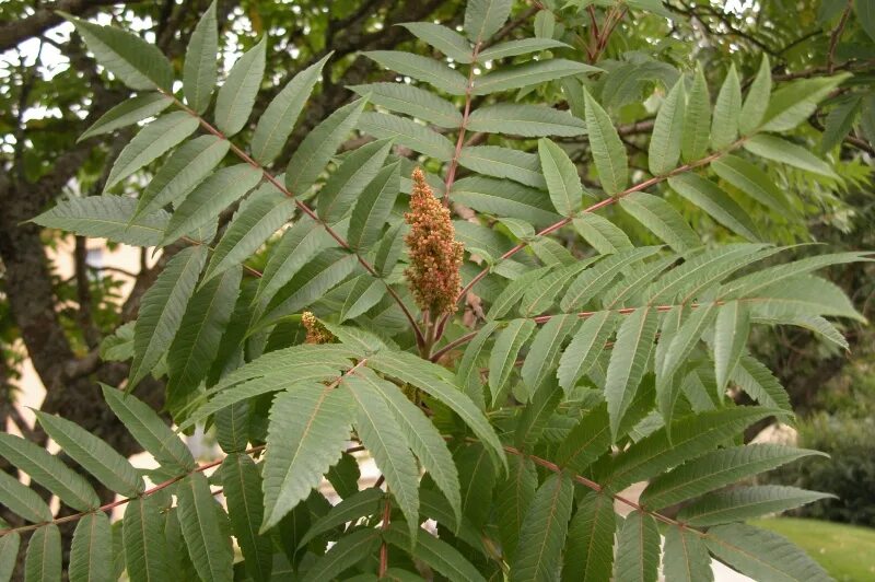 Дождливая осень. Ясень китайский айлант листья. Тополь лавролистный листья. Листья апельсинового дерева. Лимон дерево с колючками.