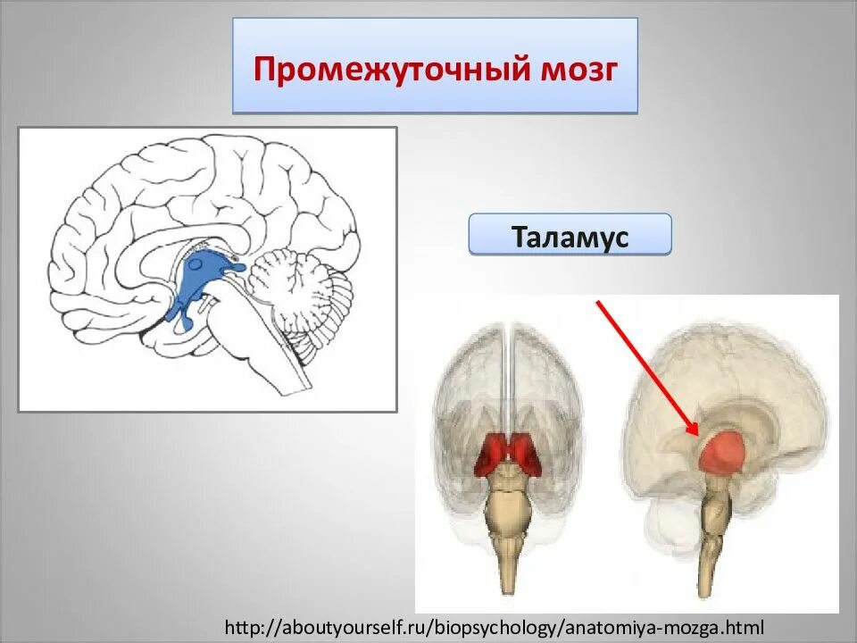 Промежуточный мозг. Промежуточный мозг таламус. Зрительные Бугры промежуточного мозга. Таламус в мозге.