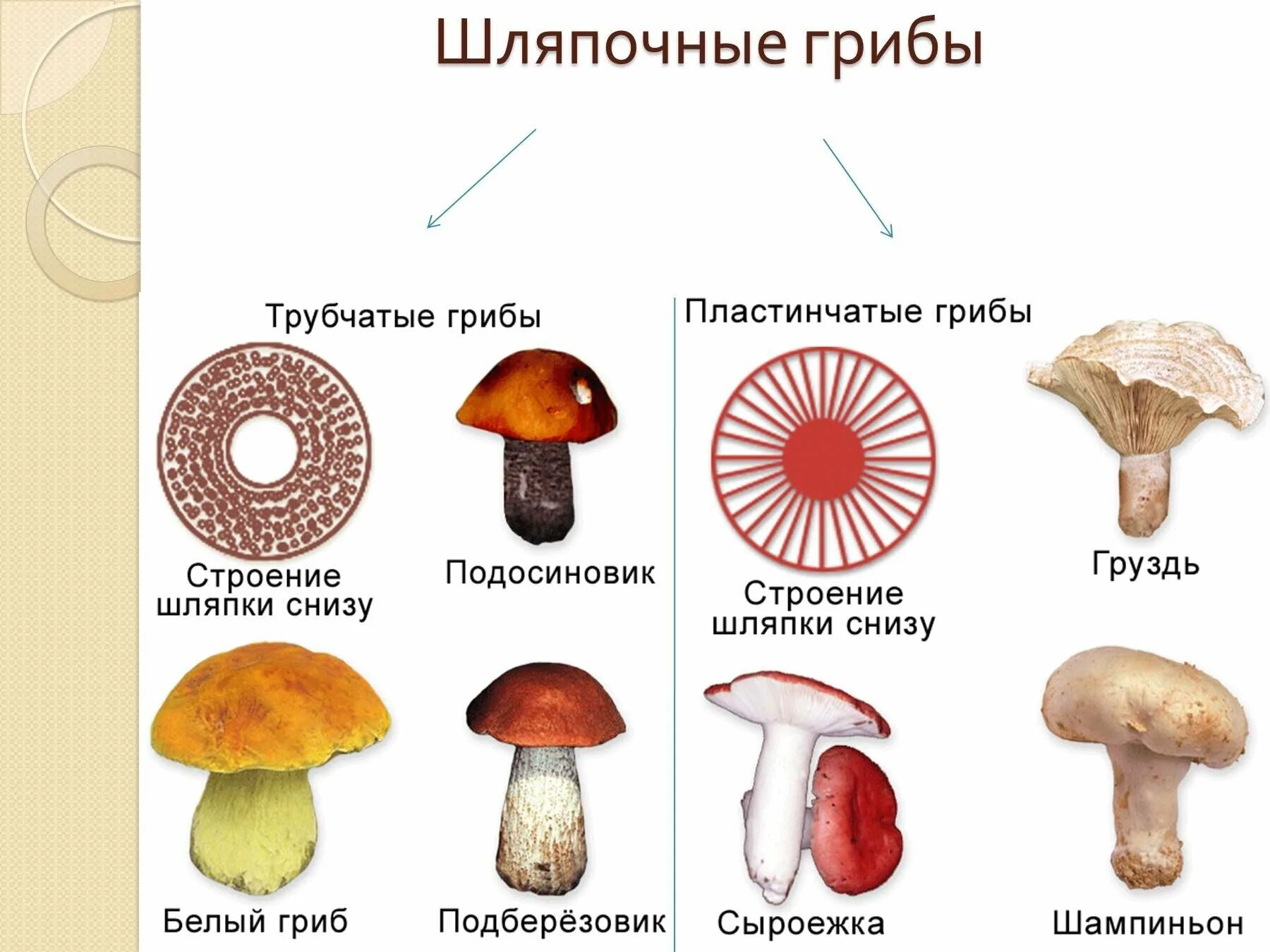 Назовите шляпочные грибы. Шляпочные грибы трубчатые и пластинчатые грибы. Шляпочные грибы трубчатые и пластинчатые. Представители шляпочных грибов 5 класс. Несъедобные Шляпочные грибы.