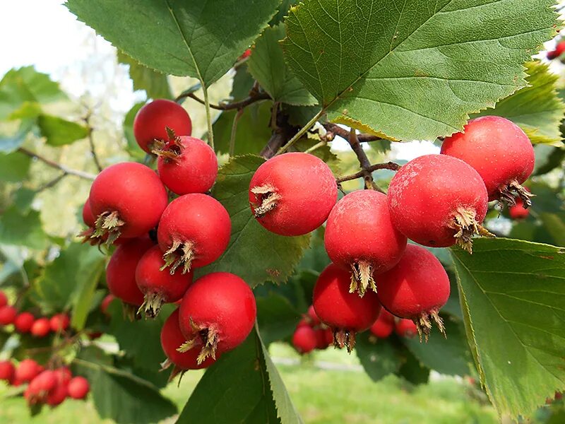 боярышник китайский крупноплодный. боярышник однокосточковый. рябина гибридная sorbus. боярышник гибридный крупноплодный. боярышник арнольда crataegus arnoldiana.