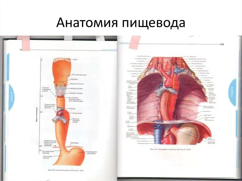 Анатомия строения пищевода и желудка. Внутренние органы пищевод. Строение человека внутри пищевода. Физиологические сужения пищевода схема. Строение пищевода человека анатомия.