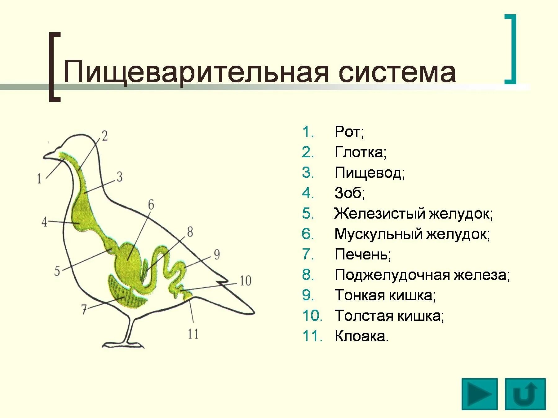 Пищеварительная система птиц таблица. Схема строения органов пищеварения птицы. Пищеварительная система птиц-падальщиков. Класс птицы пищеварительная система.