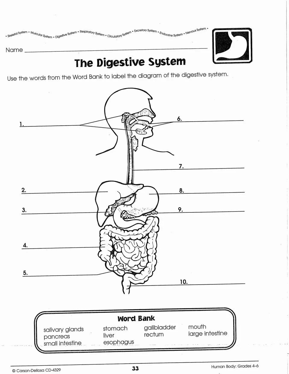 Digestive System задания. Пищеварительная система задания для дошкольников. Digestive System Worksheet. Пищеварение раскраска. Упражнения пищеварительная система