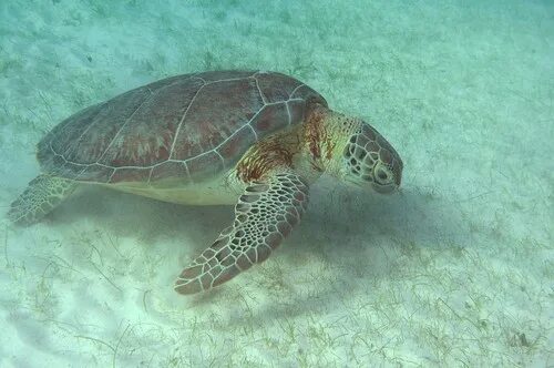 head held high green sea turtle BarryFackler Flickr