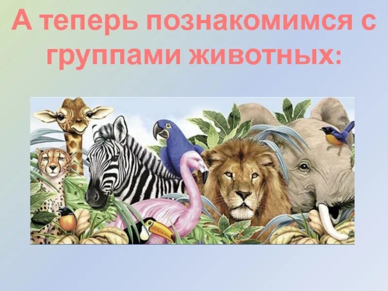 Группы животных. Группы живого. Разные группы животных. Основные группы животных