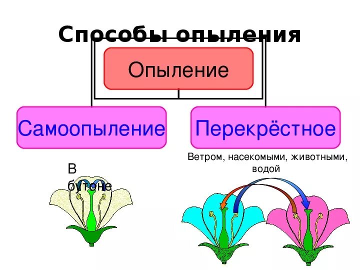 Какие способы опыления. Схема типы опыления растений. Типы опыления покрытосеменных растений. Способы опыления цветков 6 класс биология. Схема опыления цветковых растений.