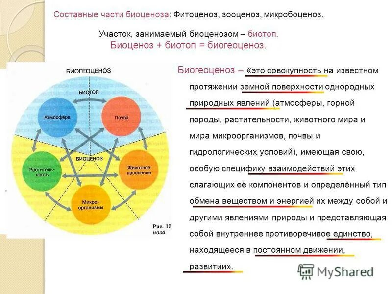 1 биоценозом называют. Характеристика структуры экосистемы. Экологическая система биоценоз. Биоценоз биотоп и экологическая система. Экосистема структура биотоп биоценоз.