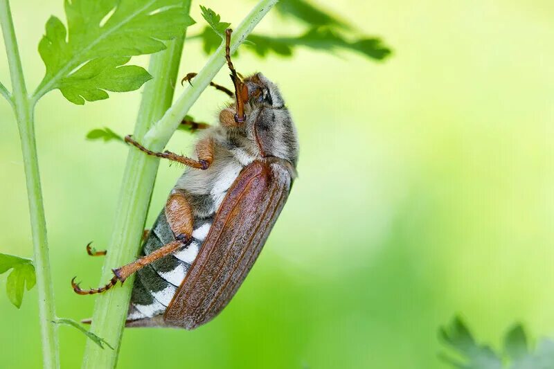 два майских жука сидели на березовом