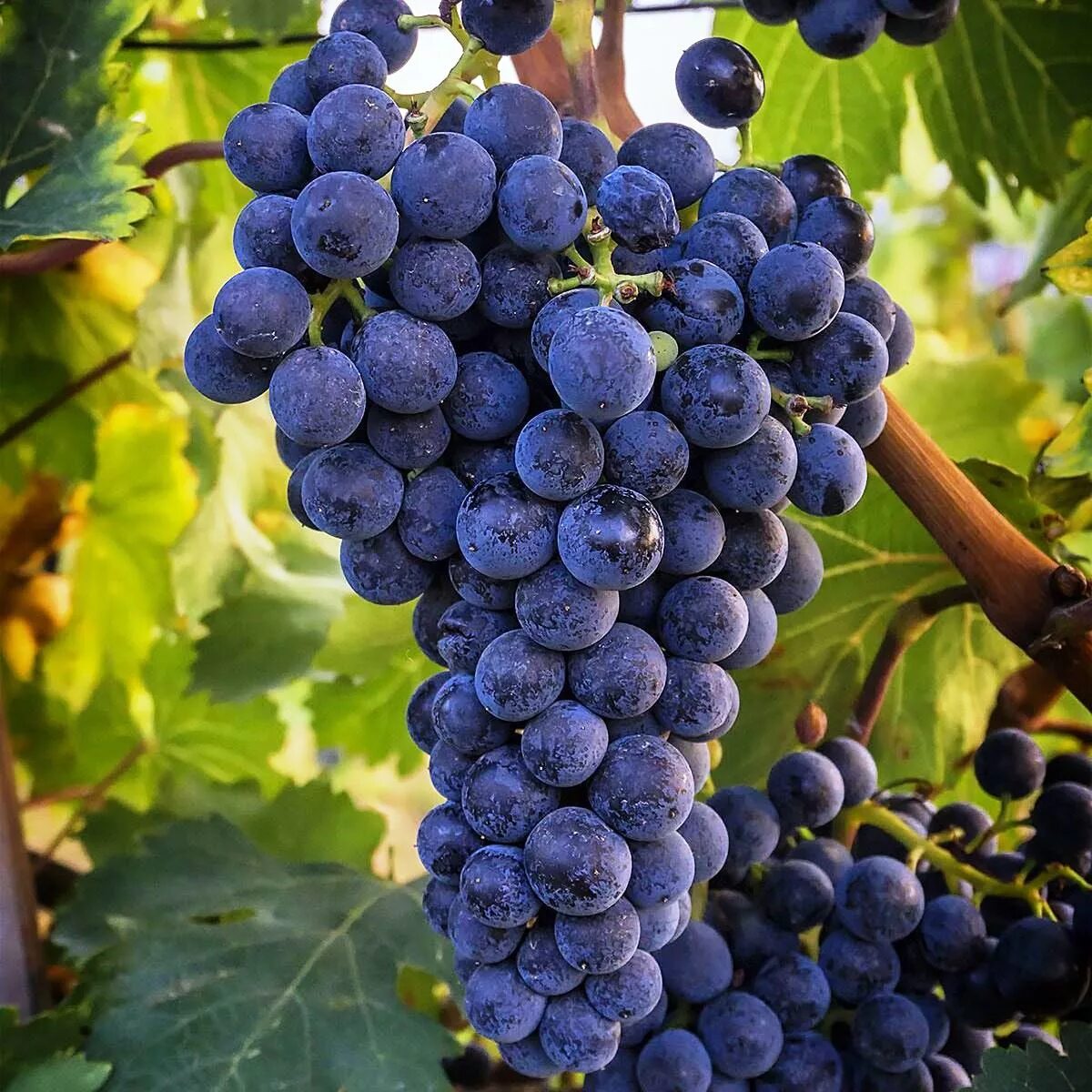 Плечистик сорт винограда. Плечистик сорт винограда. Виноград северный плечистик. Виноград северный плечистик. Плечистик северный виноград описание.