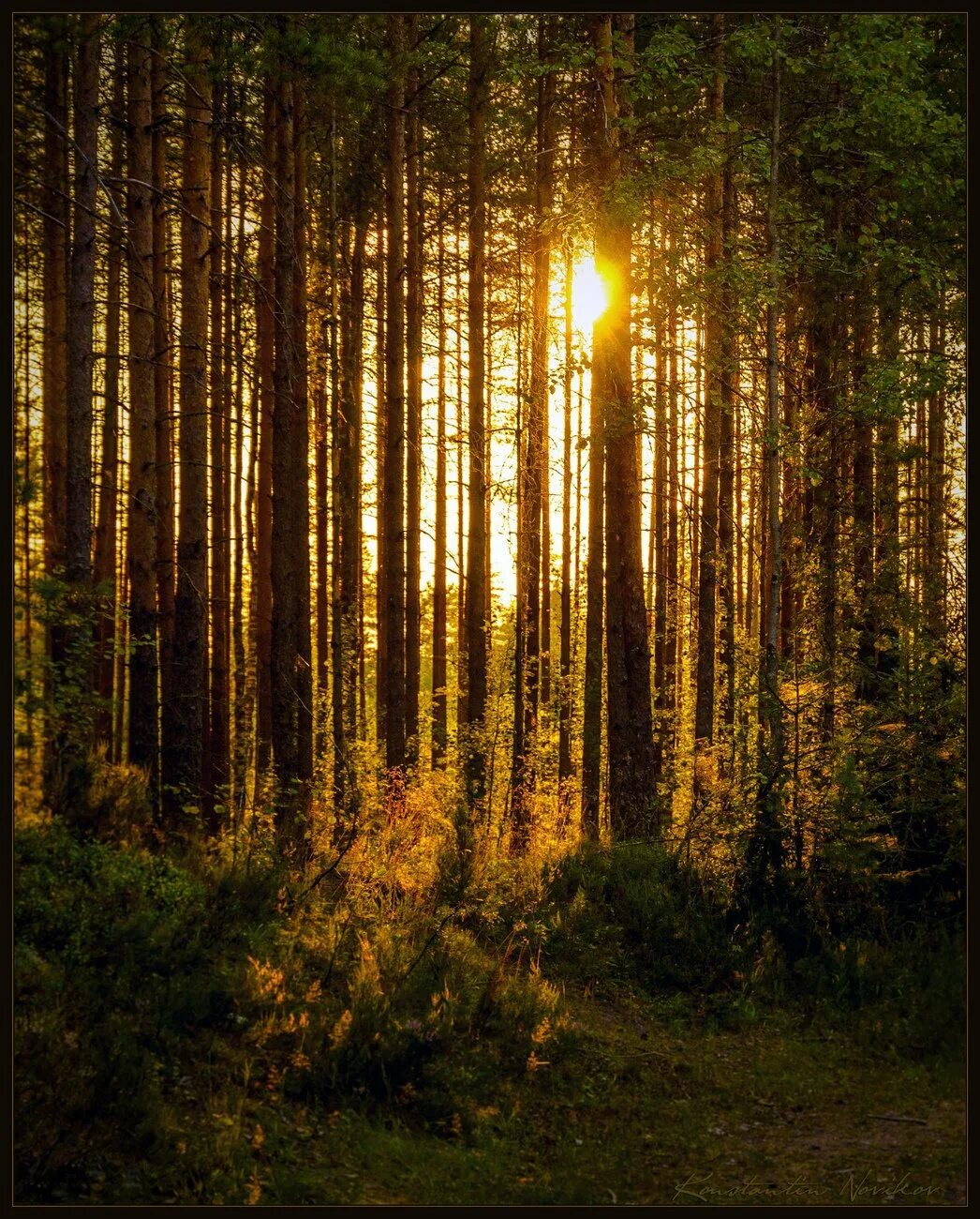 Закат в лесу. Закат в Сосновом лесу. Еловый лес. Сосновый лес солнце. Лес солнце и звезды